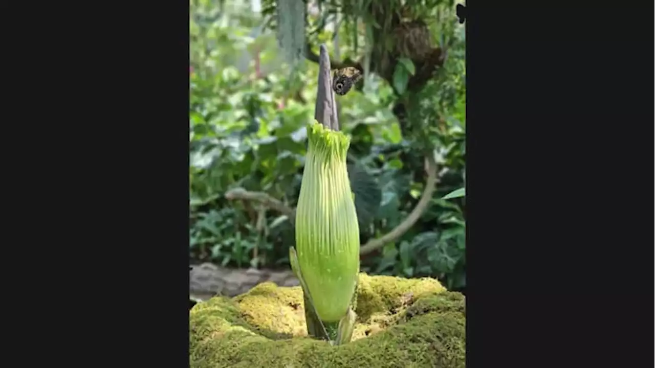 Corpse flower drama doesn’t stink: Houston museum keeps city on edge with flower power