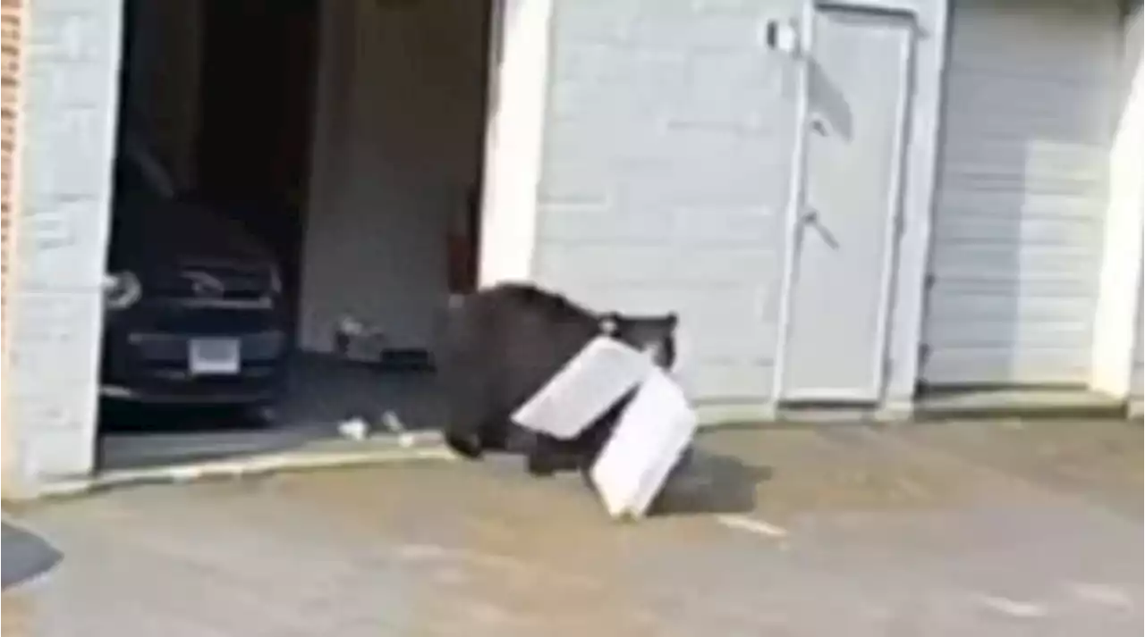 VIDEO: Black bear barges into garage at Connecticut bakery, devours 60 cupcakes