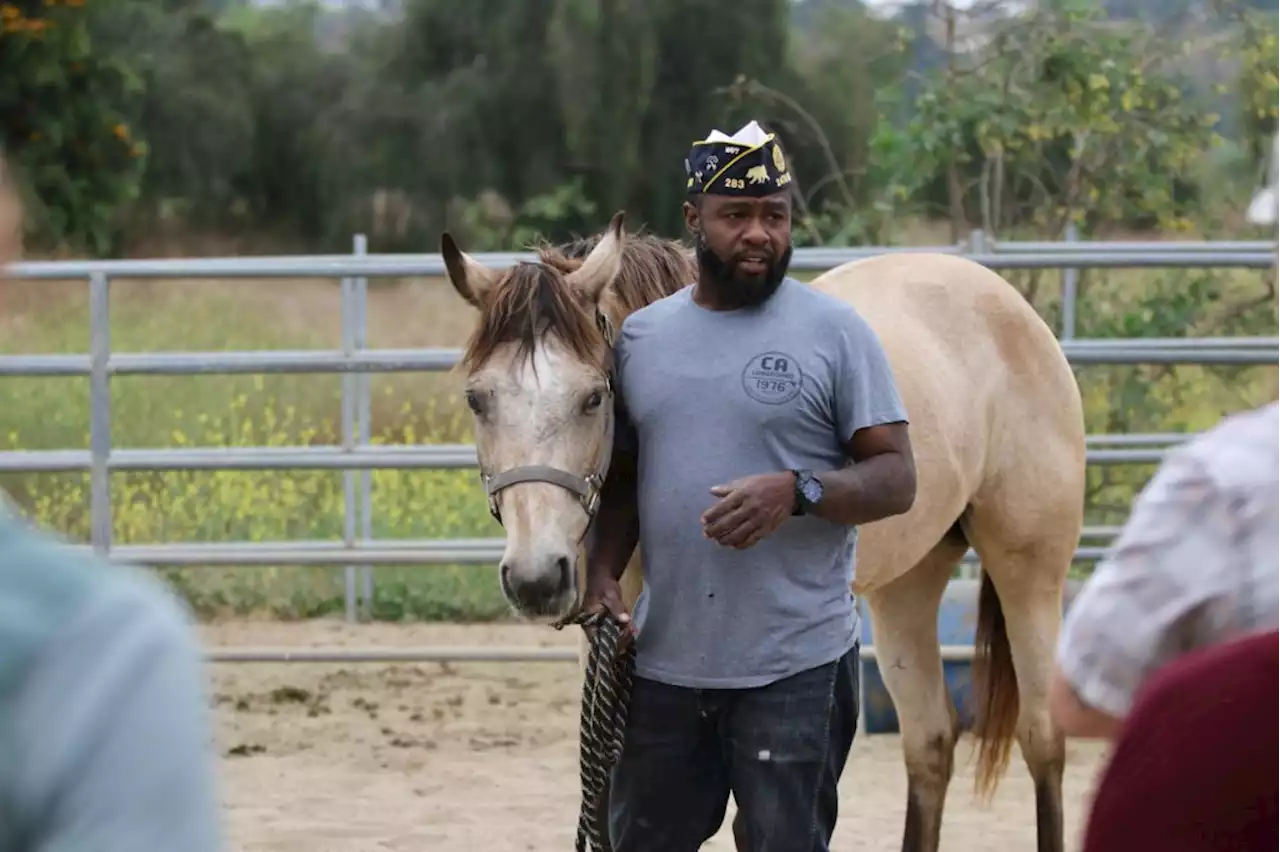 US service members meet therapy horses in Sylmar as part of LA Fleet Week