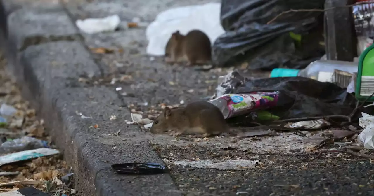 ‘It’s embarrassing’: Life on the street where rats have overrun the alleys