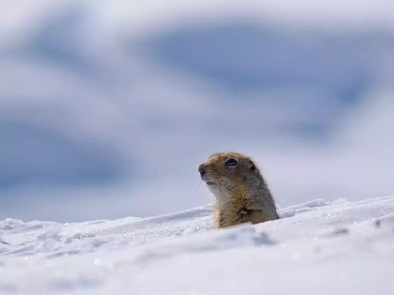 Climate change could mean fewer 'date nights' for Arctic ground squirrels: study