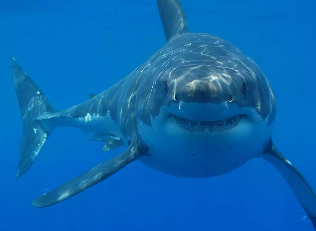 Great white sharks tracking off the Jersey Shore as folks head to the beach: reports