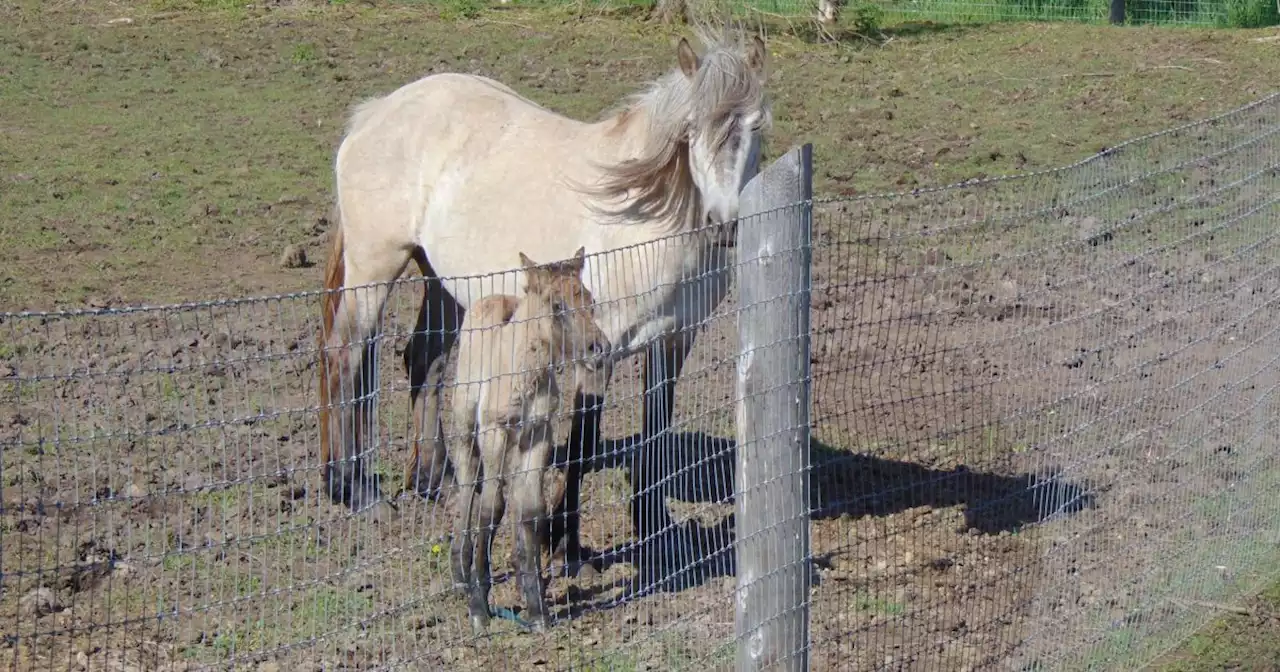 Rare horse born outside Madoc