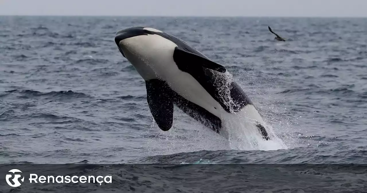 Mais de 200 interações entre orcas e barcos em 2022 na costa atlântica ibérica - Renascença