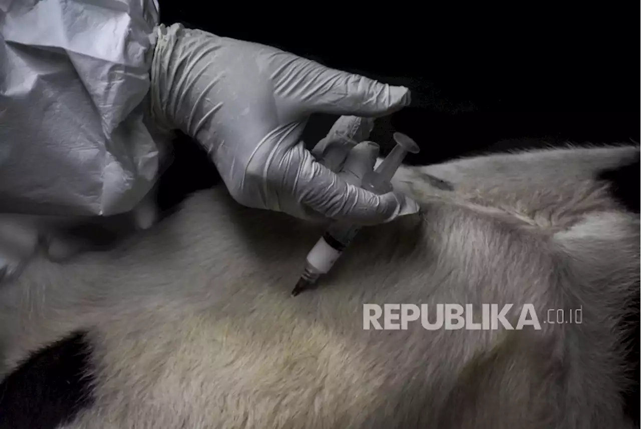 Puluhan Sapi di Kota Depok Kena Virus Lato-Lato |Republika Online