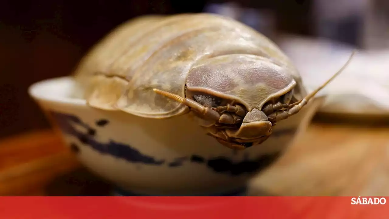 Comeria este ramen de 'barata-do-mar' gigante?