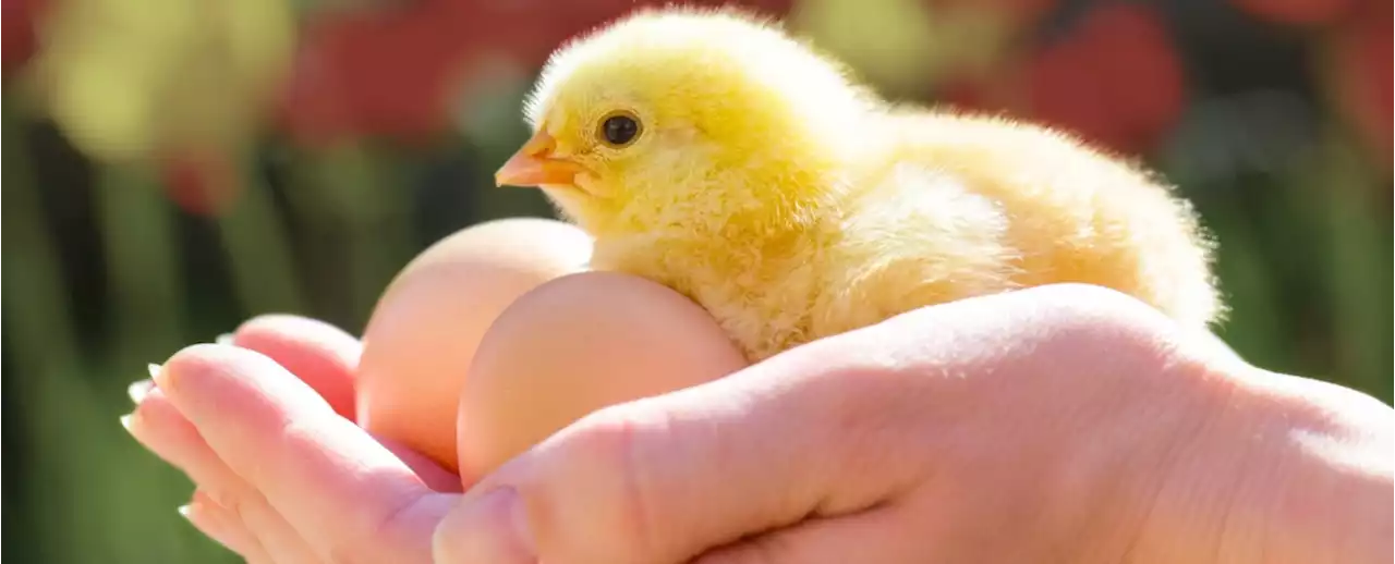 'Sniffing' Eggs May Provide An Efficient Way to Identify Chick Embryo Sex