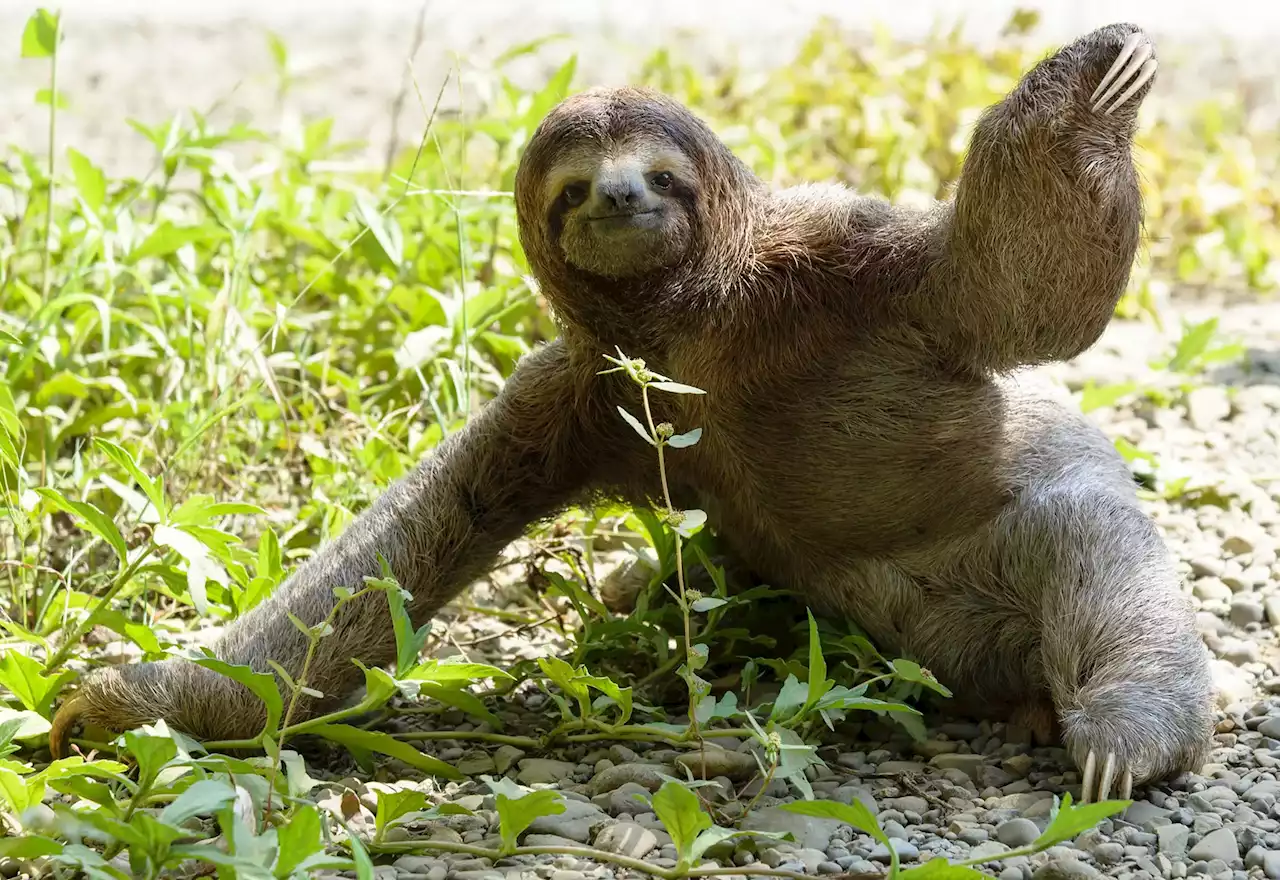 Hang in There: How Sloths Master the Art of Survival in Changing Climate