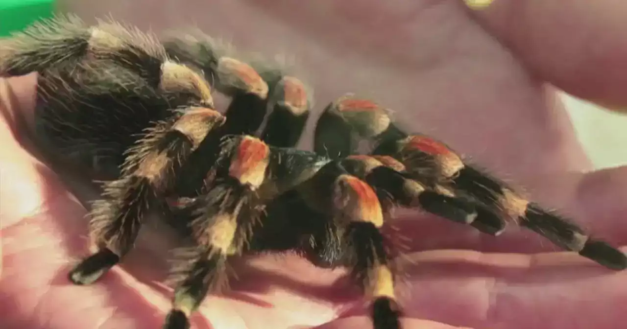 Zoo de Londres garante que é possível aprender a gostar de aranhas grandes e peludas