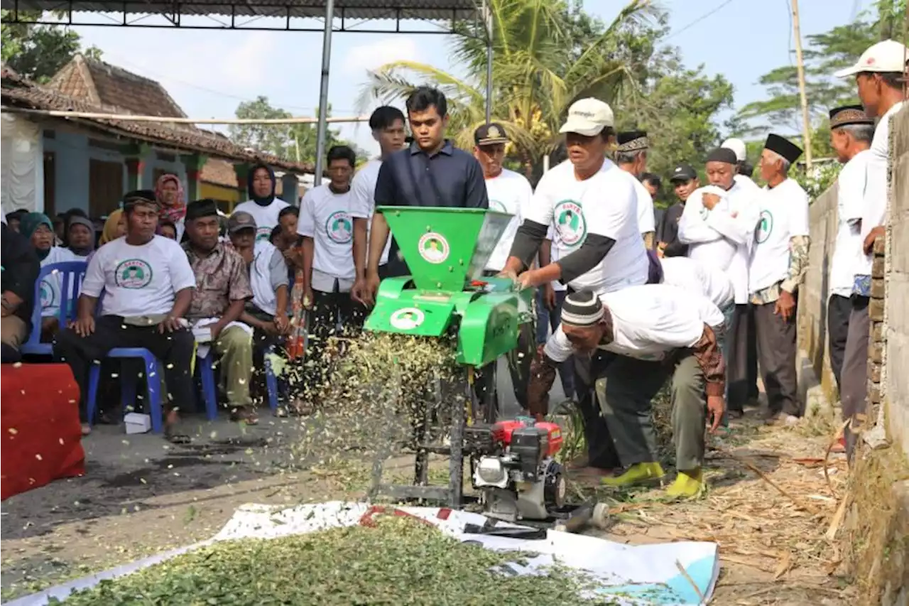 Bantu Peternak, SDG Jateng Gelar Pelatihan Membuat Pakan Silase