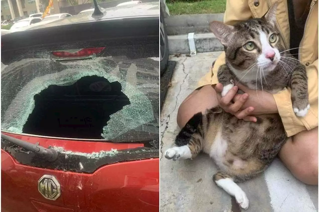 Cat survives 6-storey fall after landing on car, smashing windscreen in Bangkok