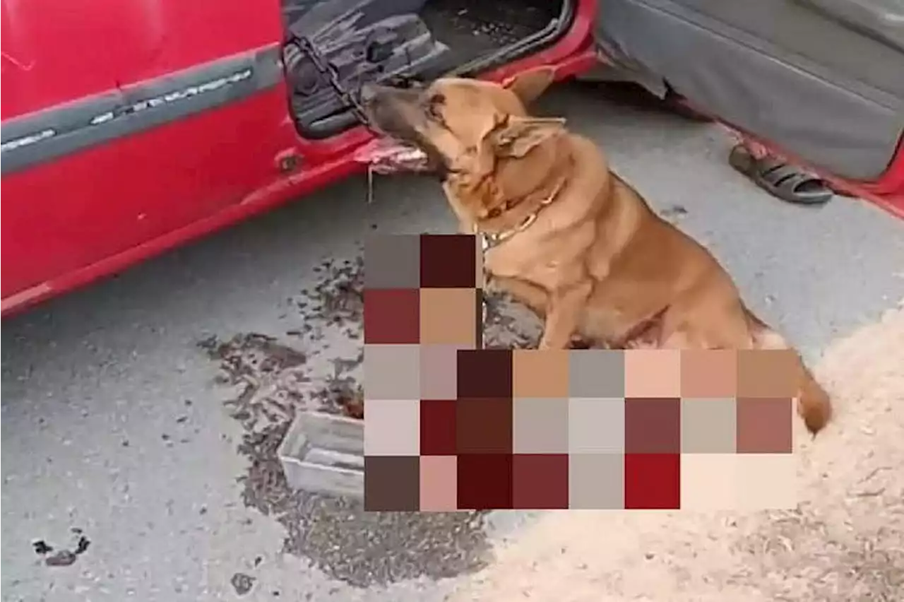 Crowd stops man who was dragging a chained bloodied dog behind his car in Malaysia