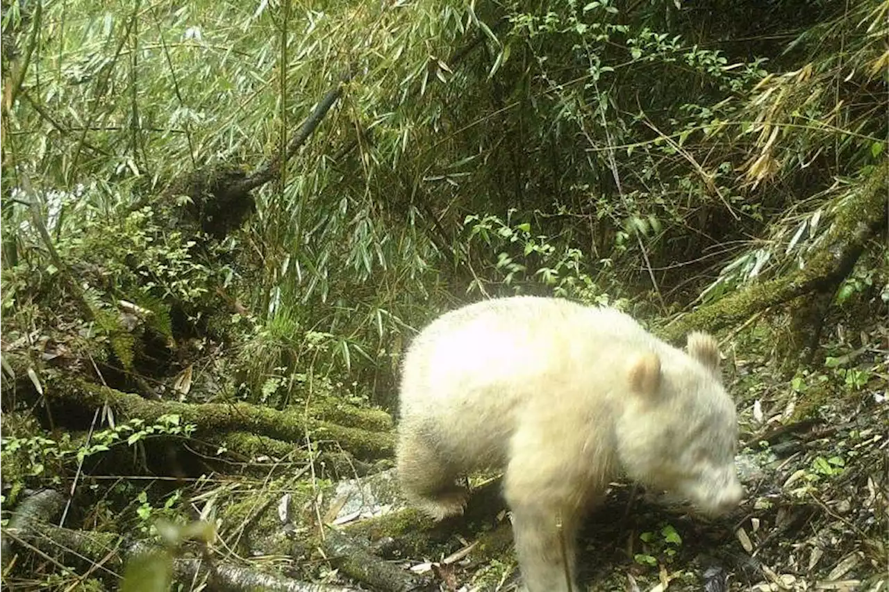 Movements of rare all-white panda spotted in China