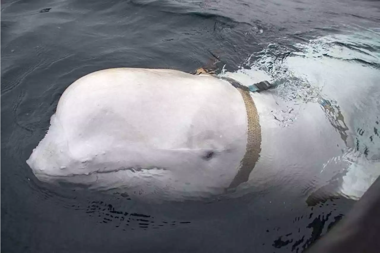 Russian ‘spy’ whale surfaces in Sweden after 3-year ‘tour of duty’ in Norway