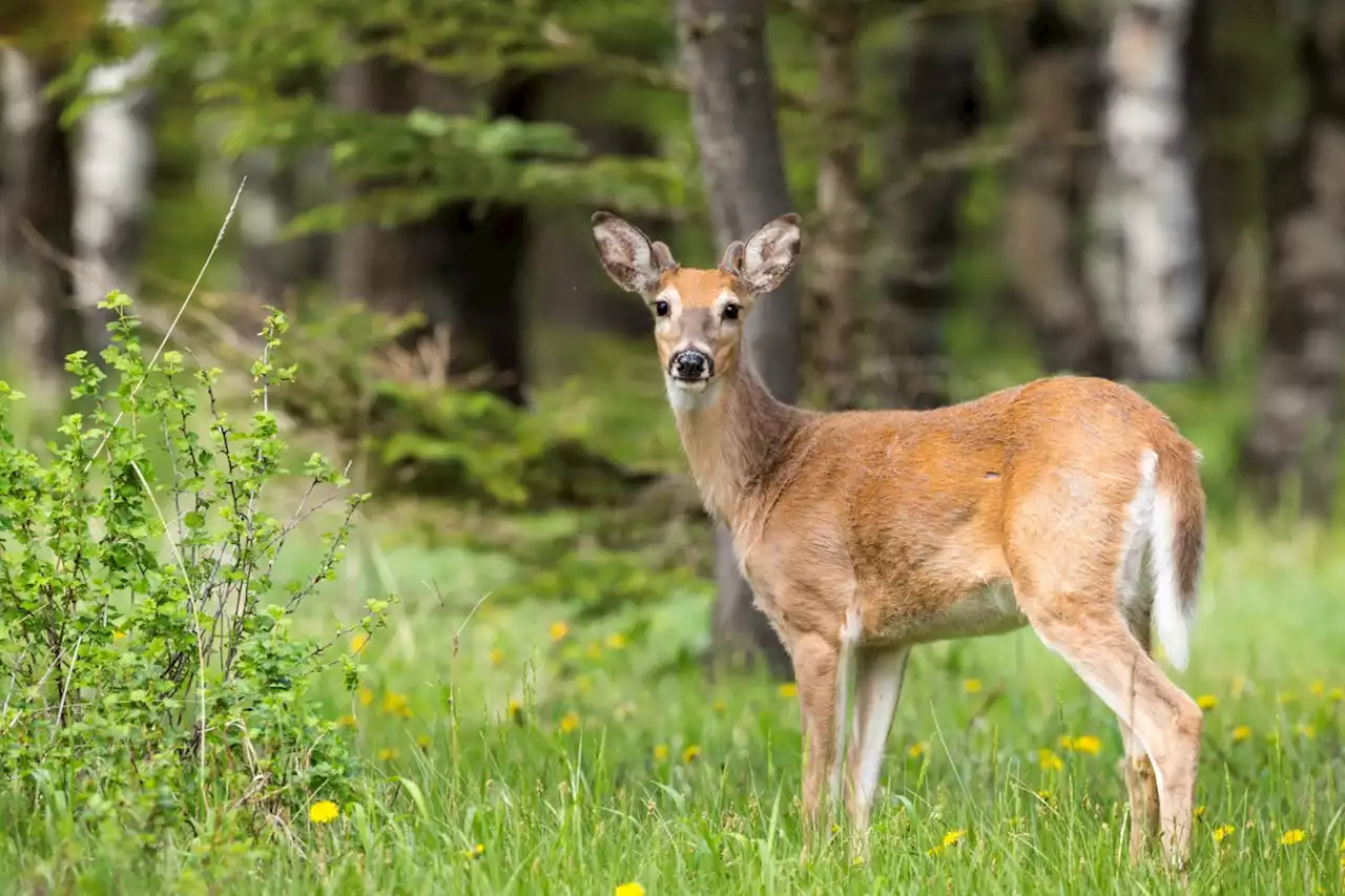 A deer became aggressive with a hiker in a B.C. Park Sunday morning