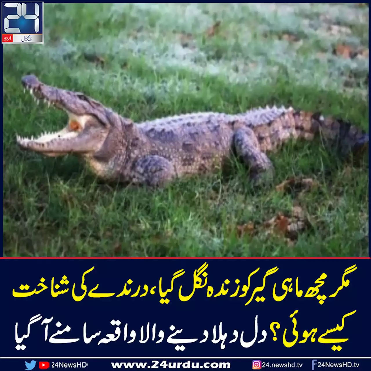 آسٹریلیا میں لاپتا ماہی گیر کی لاش مگرمچھ کے پیٹ سے برآمد
