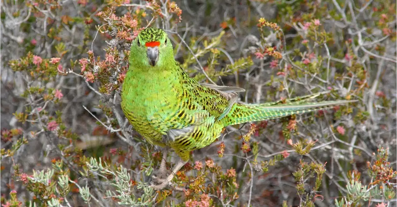 Australia's official coronation gift is a $10,000 donation to save a rare WA parrot