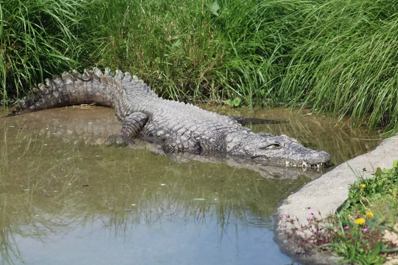 Australie : les restes d'un homme disparu retrouvés dans deux crocodiles