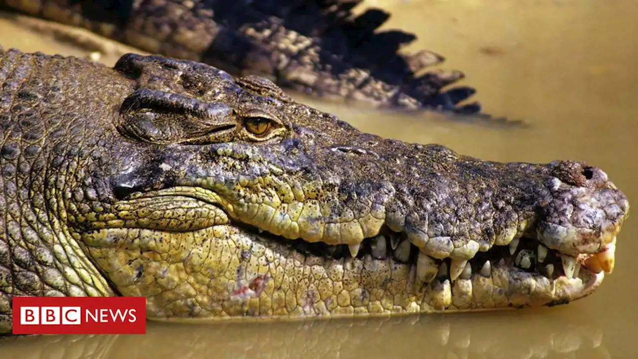 Corpo de pescador desaparecido é encontrado dentro de crocodilo na Austrália - BBC News Brasil