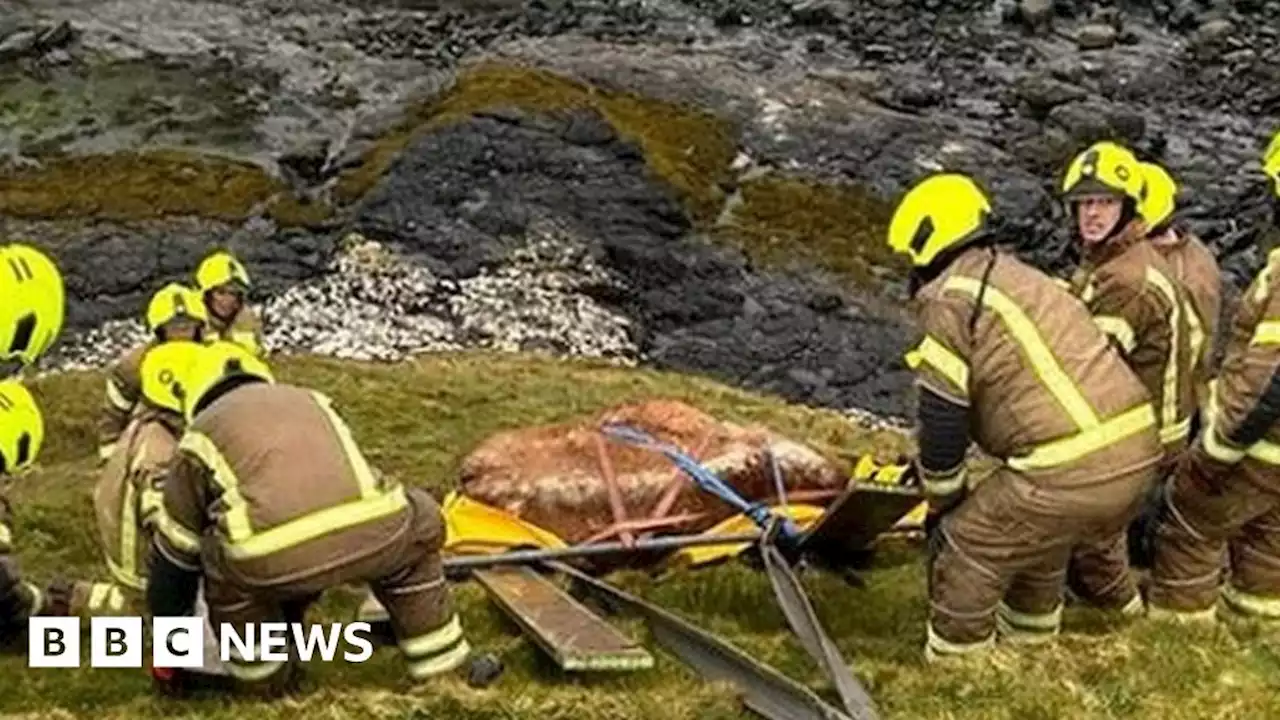 Pregnant cow rescued after falling down embankment on Skye