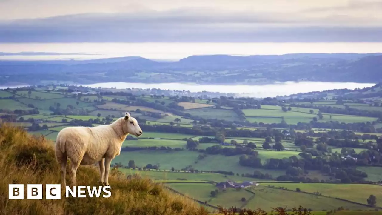 Climate: Last chance to save nature, Wales campaigners say