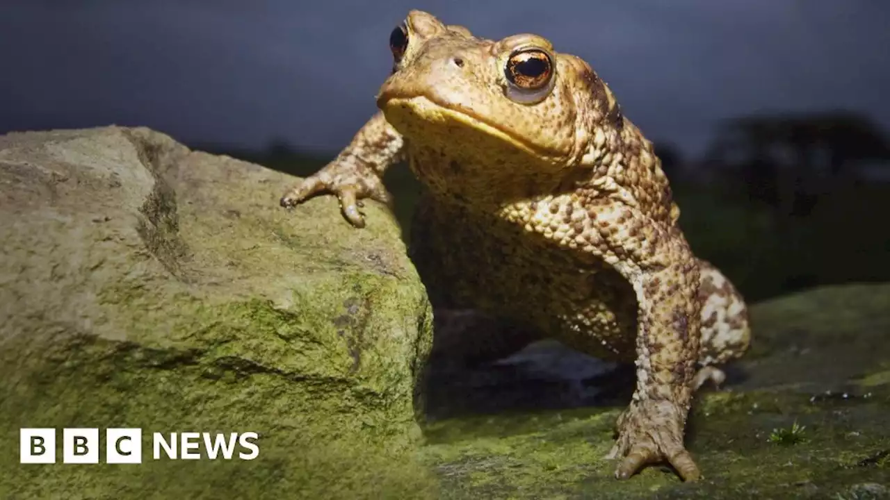 Night-time 'toad patrol' saves amphibians cross busy Angus road