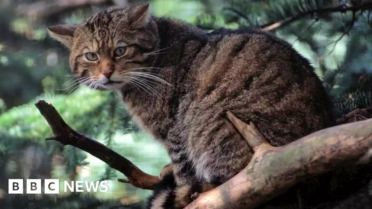 Scotland's wildcat on brink of extinction - research