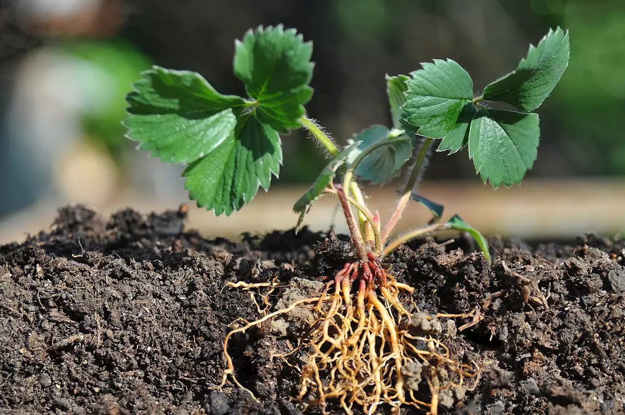 Meet the plant-inspired robots we may use to colonize Mars