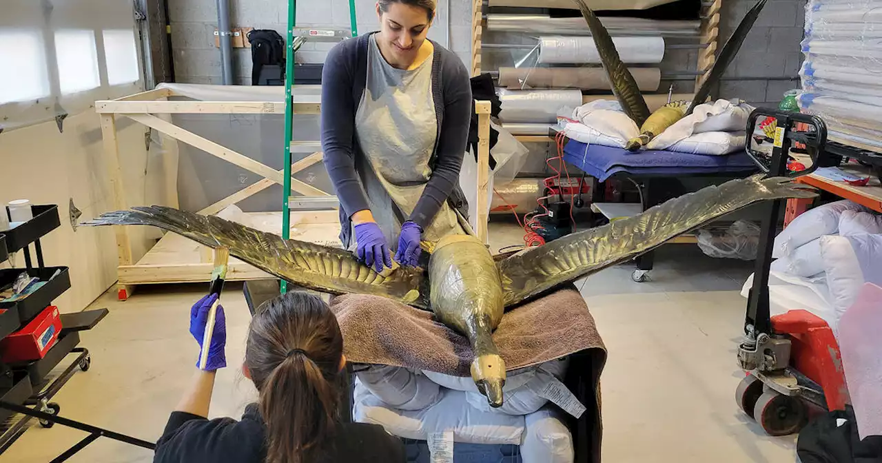 This Toronto team got up close and personal with the Eaton Centre's famous geese