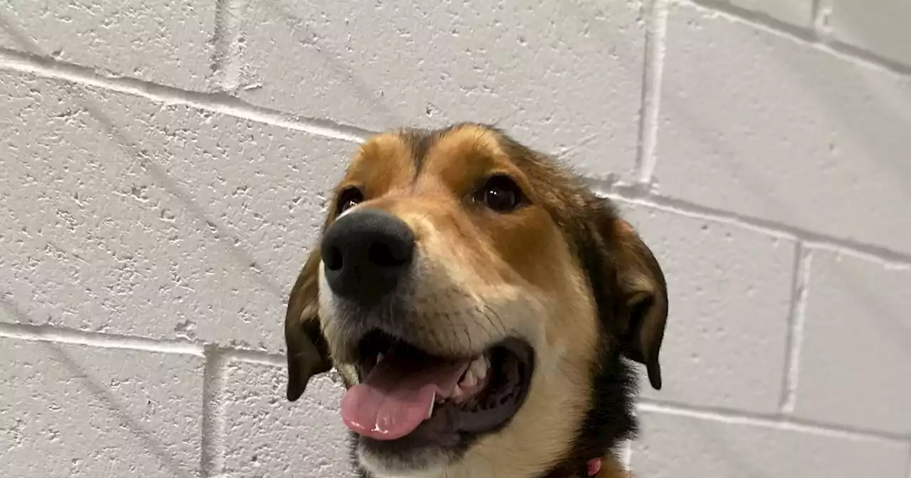 Dog walked 10 miles back to shelter before ringing the doorbell on its return