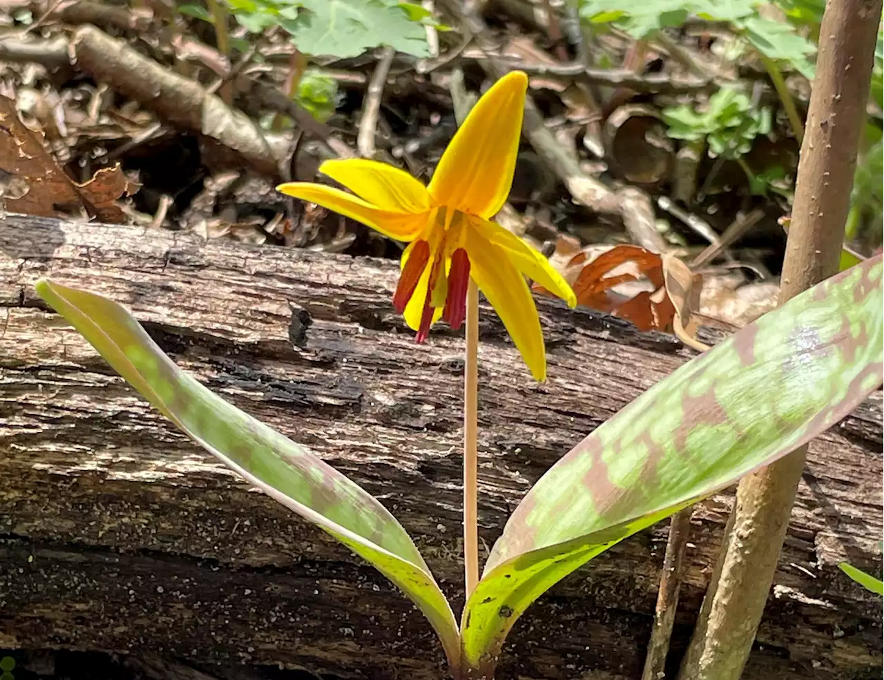 TLC hosts Spring Wildflower Walk May 6 in Woodstock