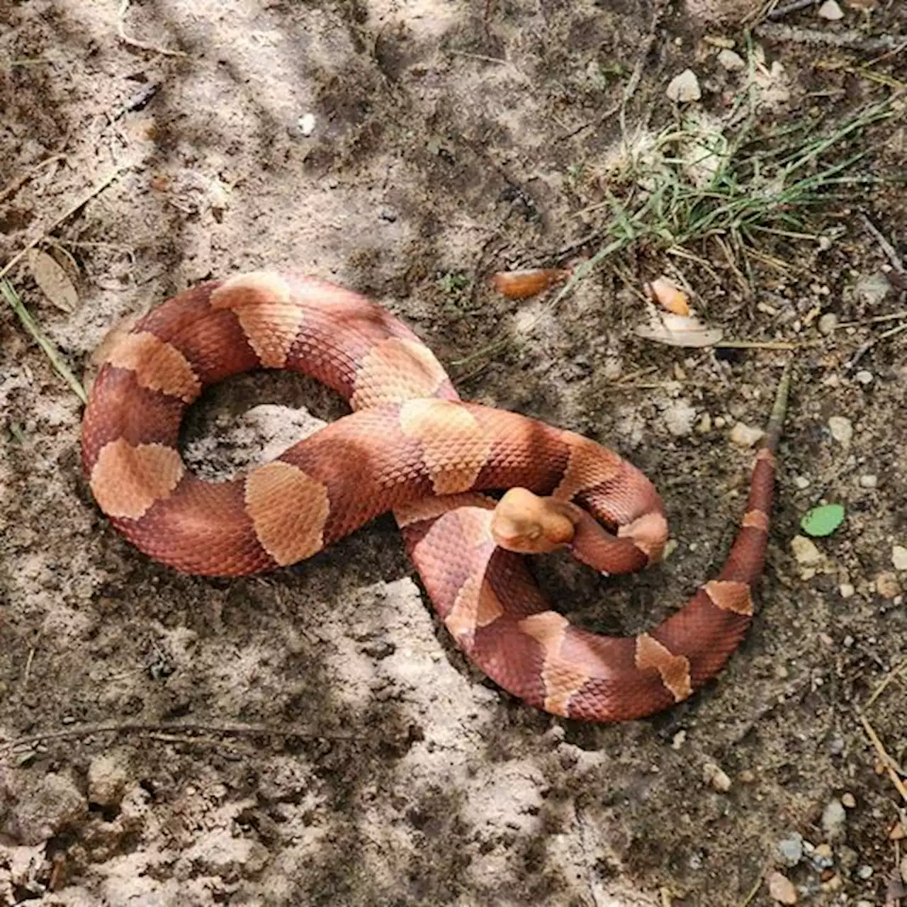 Venomous snake with ‘attitude’ named ‘Red Hot Cheeto’ by rangers at Texas state park