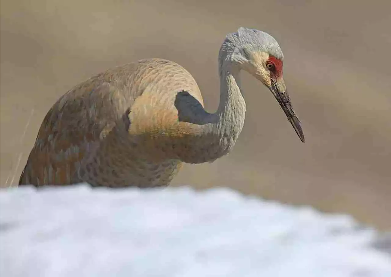 Conservation coalition camera captures covert crane customs