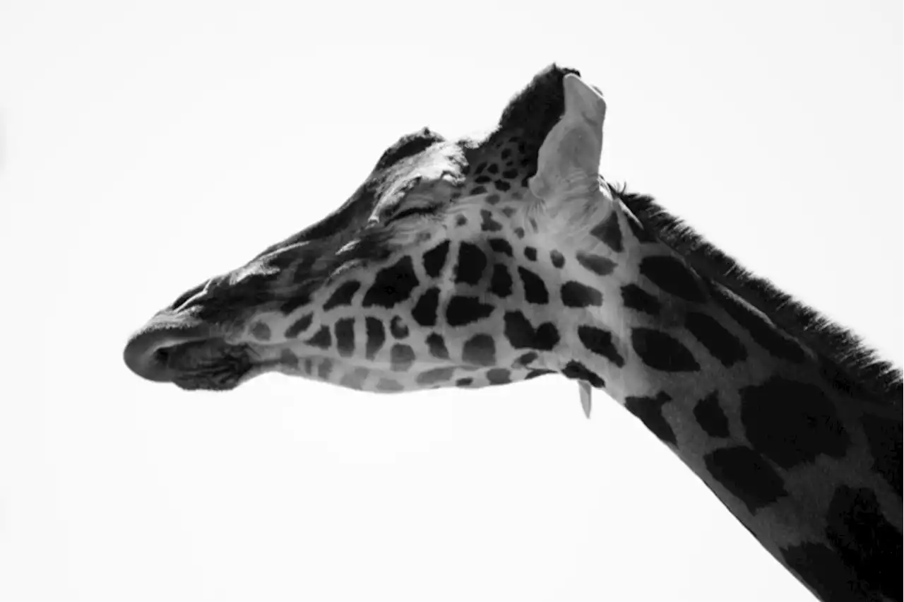 Animals That Sleep the Least and the Most
