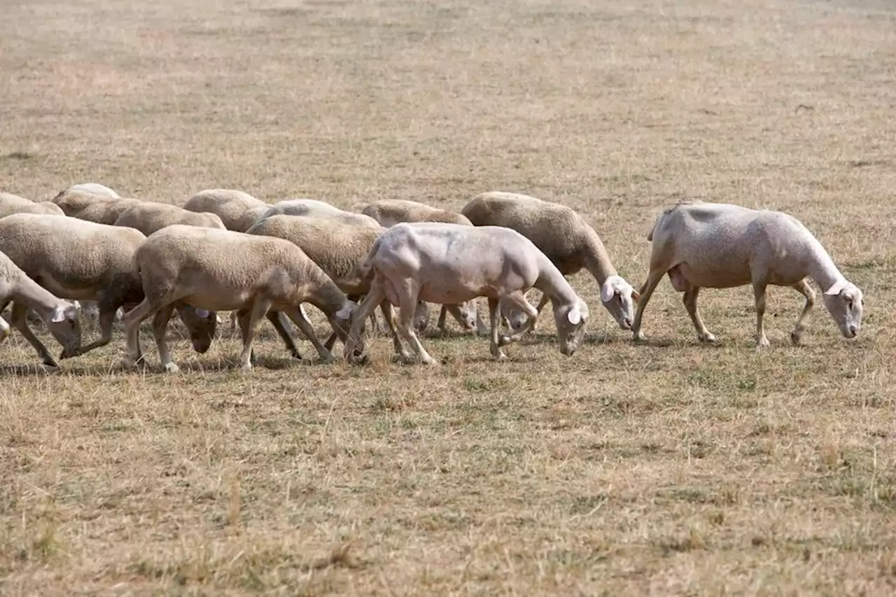 Sécheresse dans le Tarn : la calamité agricole reconnue pour l’année 2022