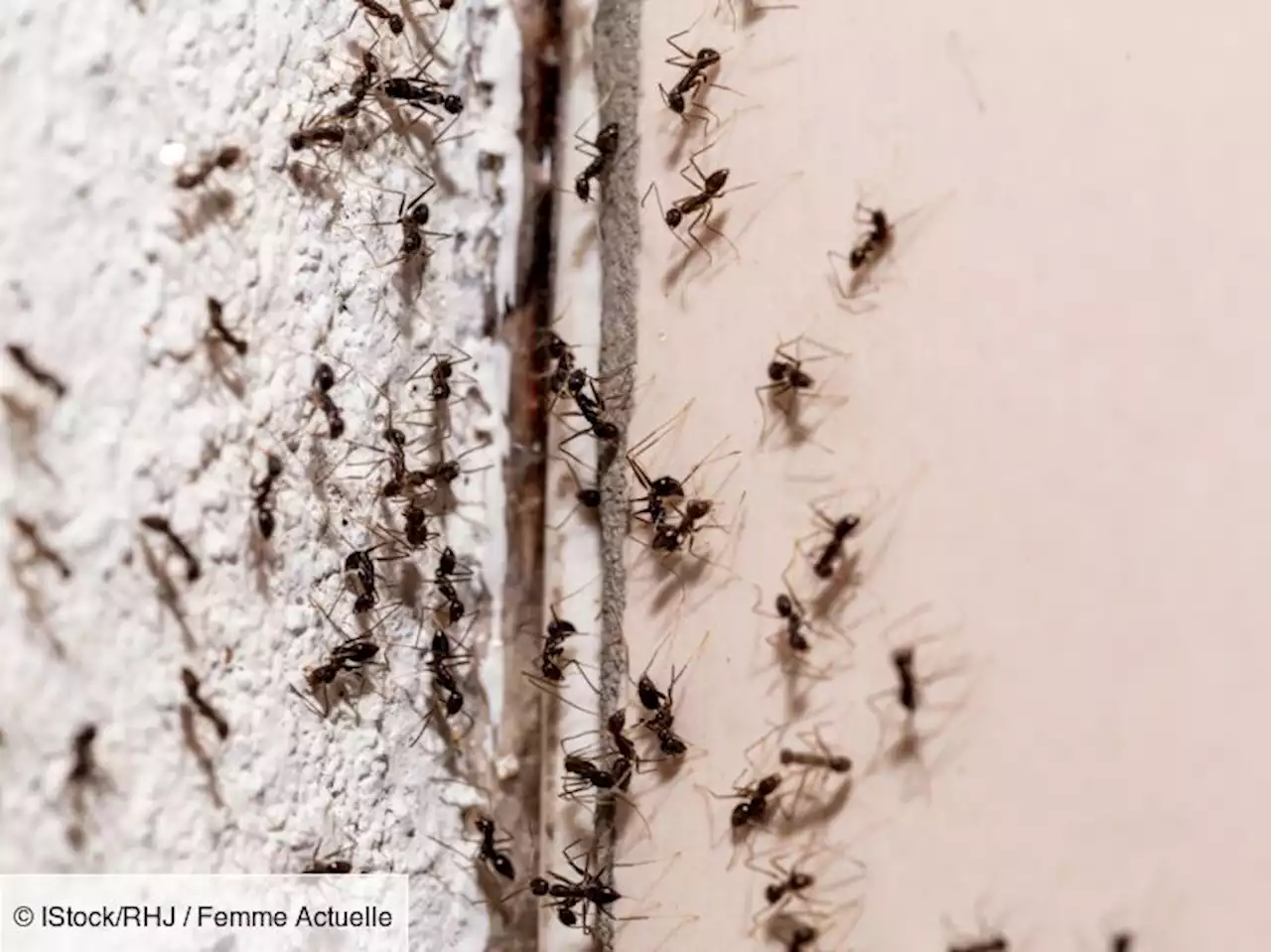 L’astuce toute simple pour repousser les fourmis naturellement