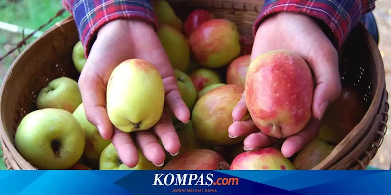 5 Tempat Wisata Petik Buah Malang, Tiket Mulai dari Rp 20.000