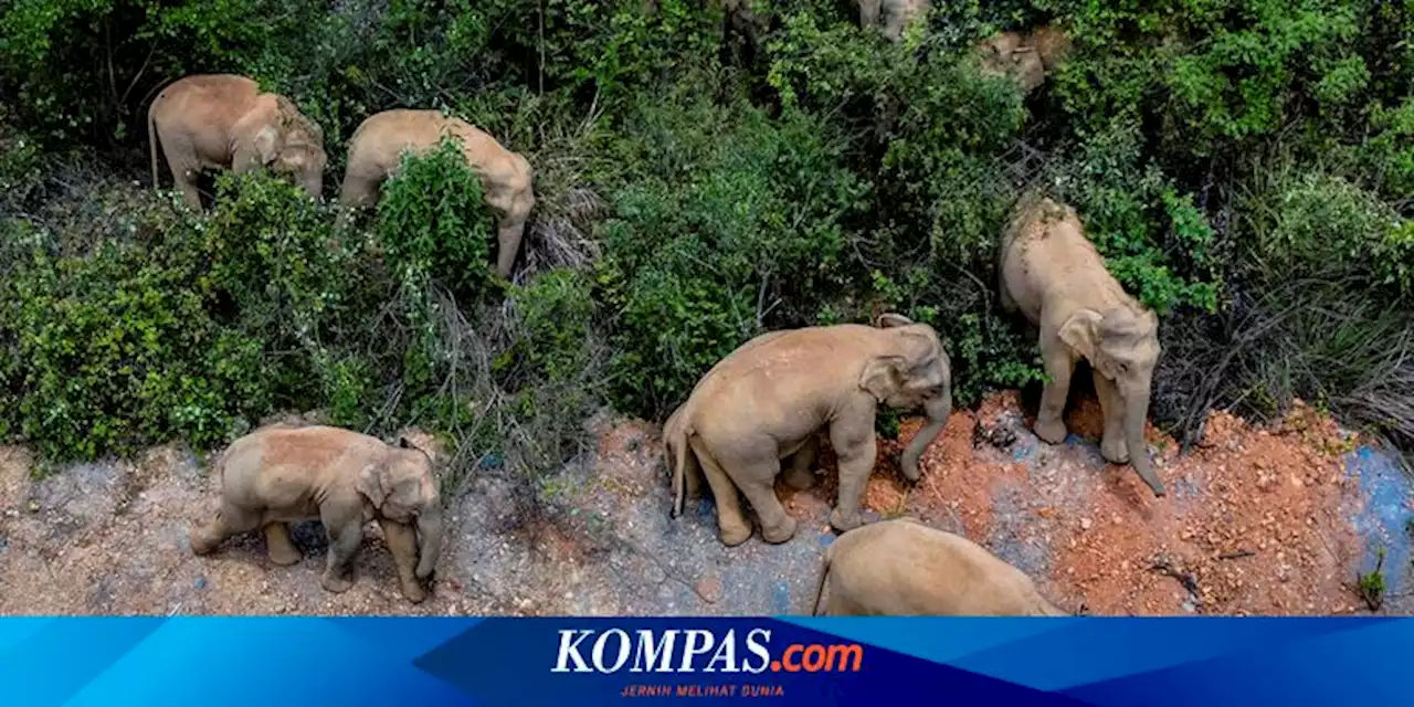 Ancaman Nyata, Hampir Dua Pertiga Habitat Gajah Hilang di Seluruh Asia Halaman all - Kompas.com