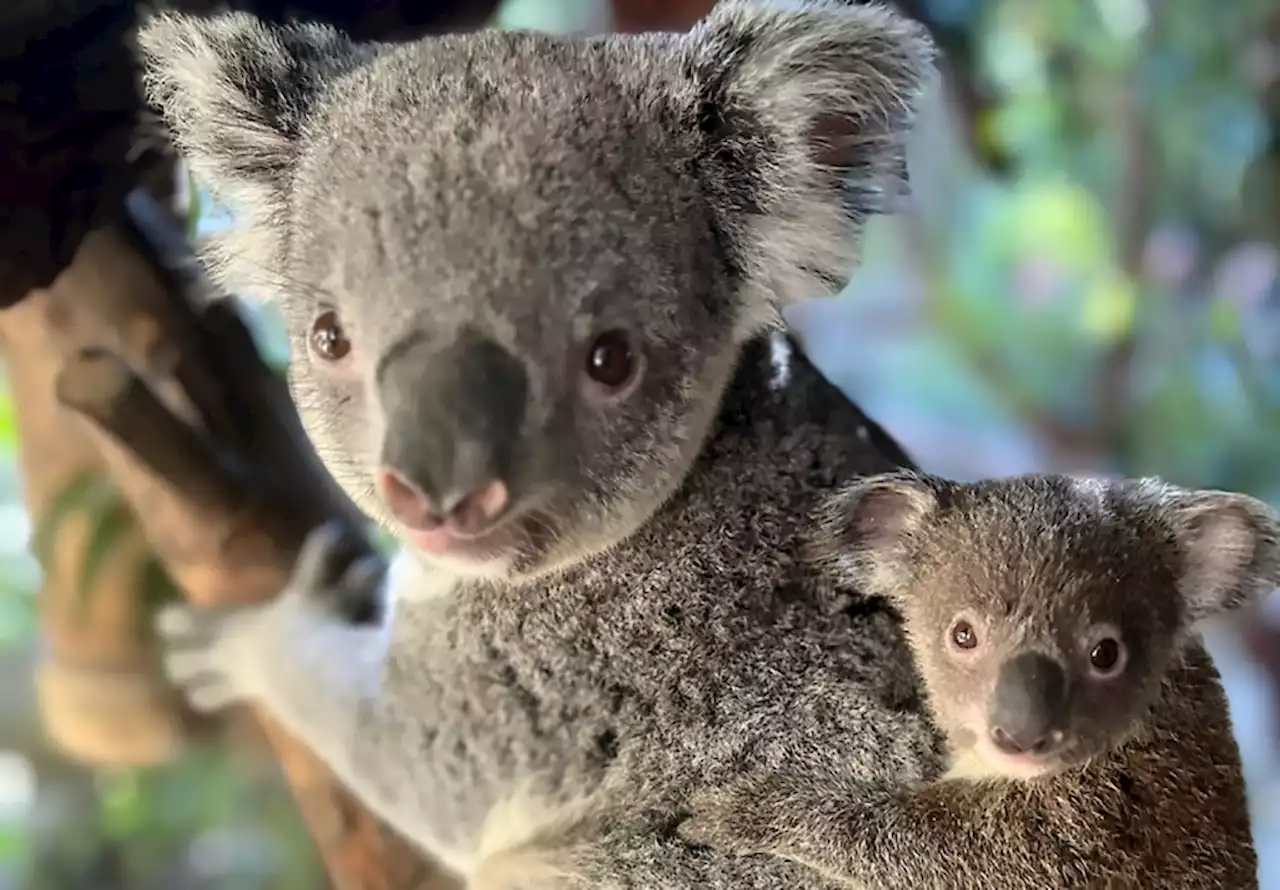 Baby koala emerges from his mom’s pouch at Los Angeles Zoo