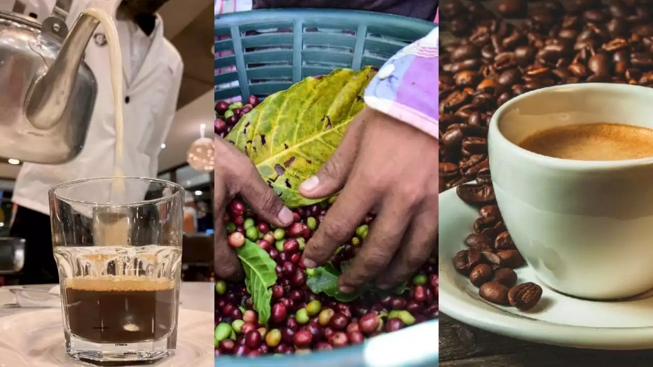 Estos 10 municipios de Veracruz son los mejores productores de café