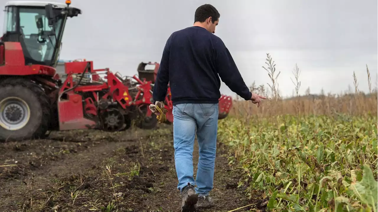 Sur les néonicotinoïdes, le Conseil d’État juge les dérogations accordées par le gouvernement « illégales »