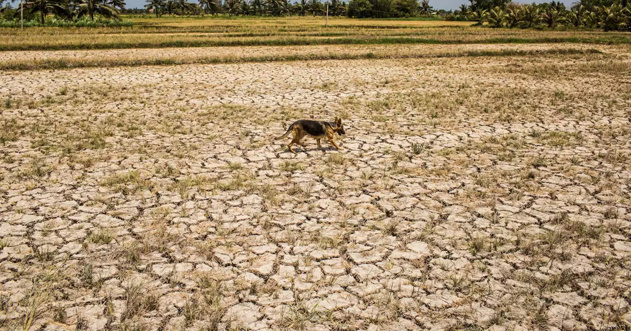 Phénomène El Niño : le monde doit se préparer à des températures records, alerte l’ONU