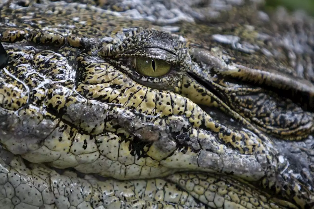 Remains of missing Australian man found in crocodiles | The Malaysian Insight