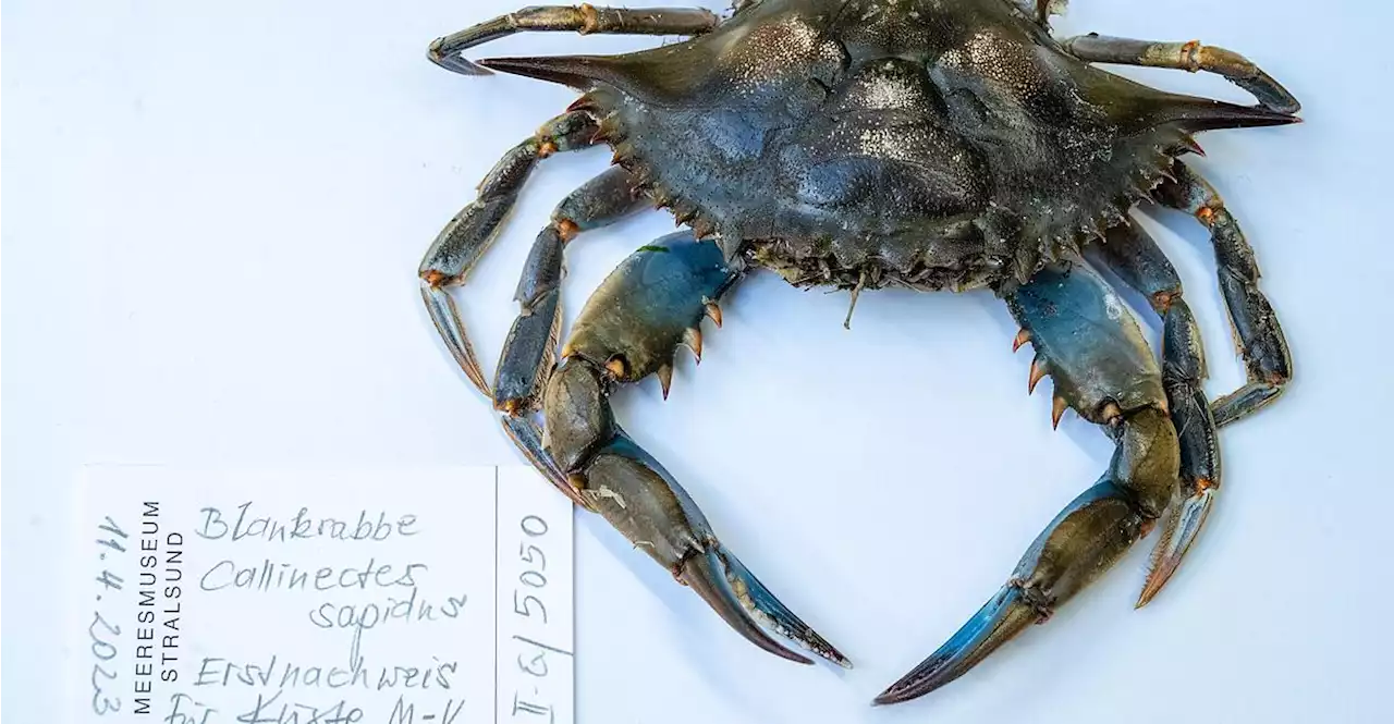 'Eine Sensation': Blaukrabbe schaffte es nach Mecklenburg-Vorpommern