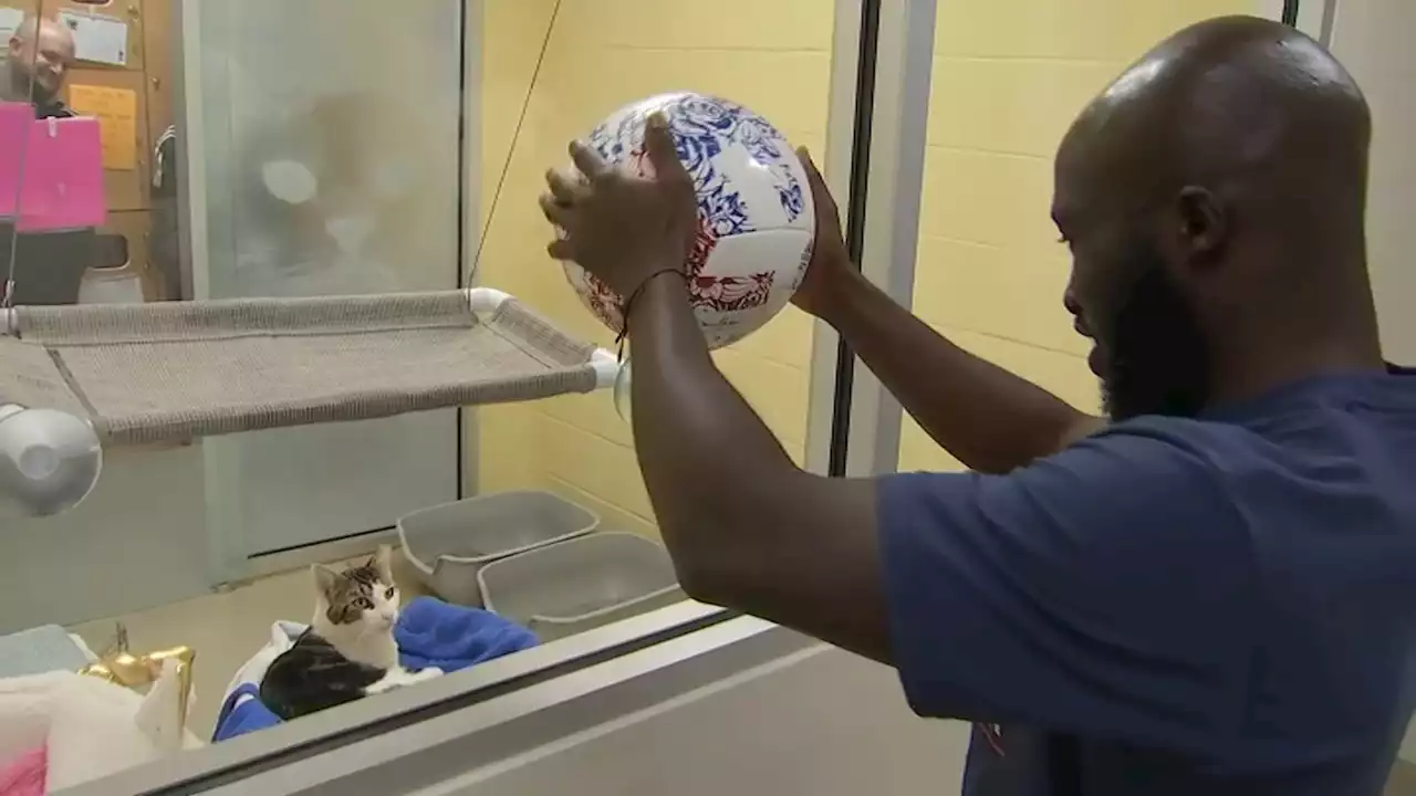 New England Revolution Helping Animal Rescue League of Boston