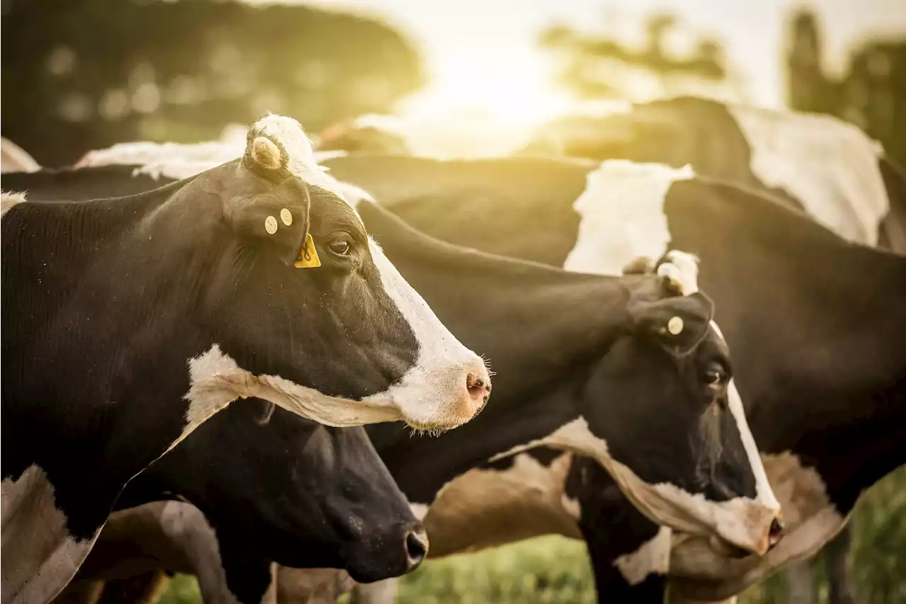 Rising bovine brucellosis outbreaks in Israel threaten dairy farms, public health