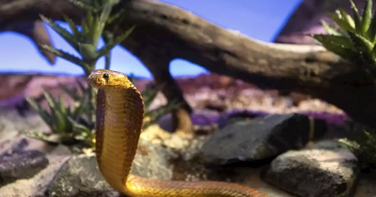 Piloto aterrizó de emergencia al descubrir que llevaba una serpiente cobra enroscada en los pies