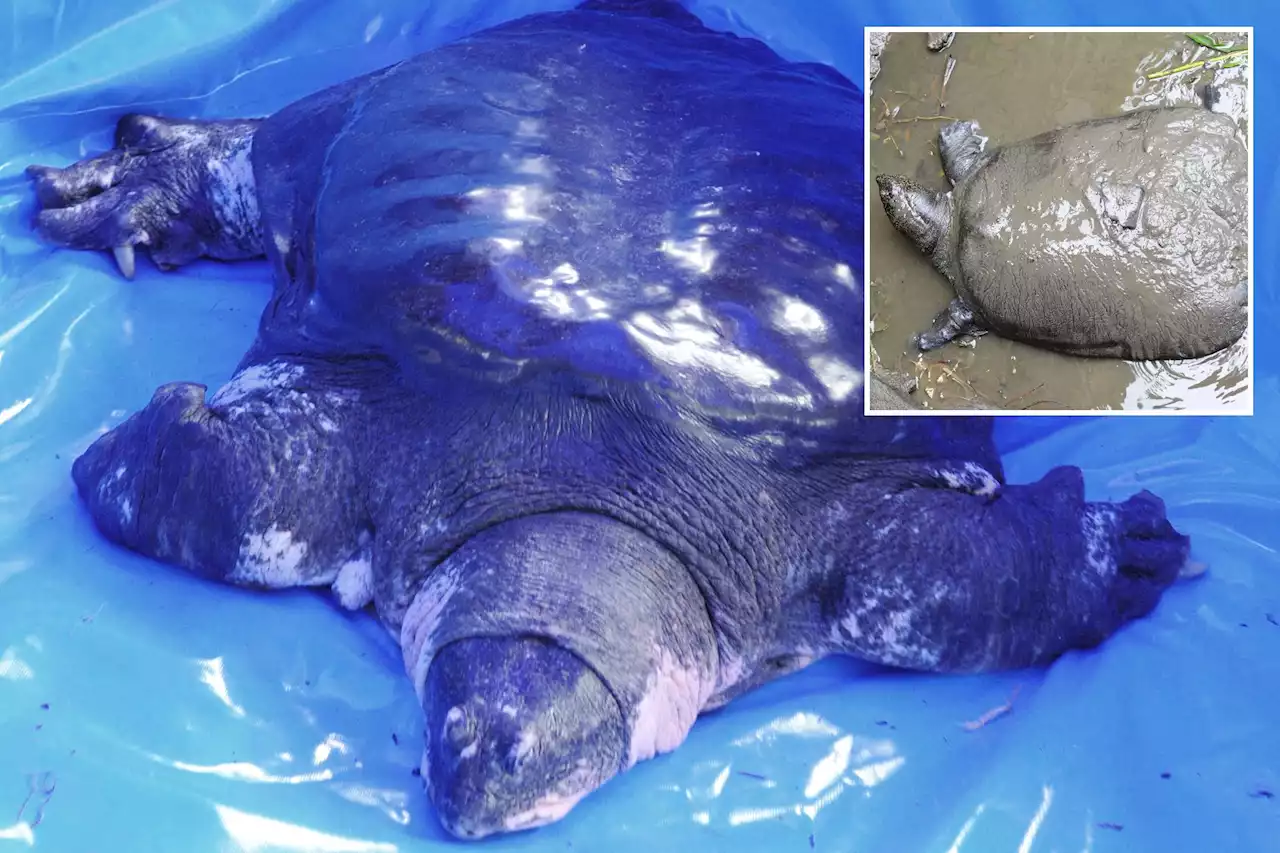 Yangtze turtle nears extinction after last known female found dead: ‘Devastating’