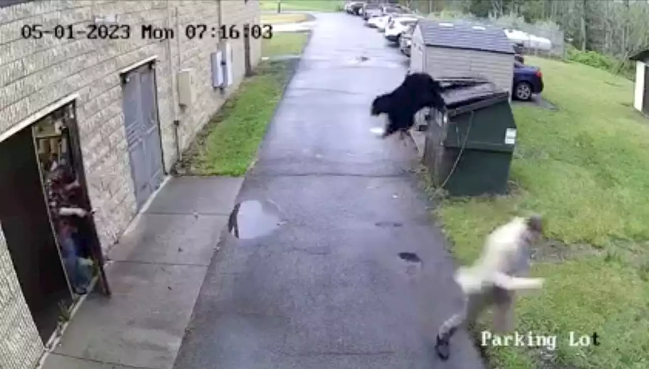 black bear gives West Virginia principal an unexpected wake-up call