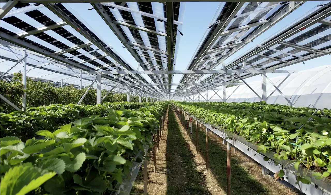 Hier werden Strom und Beeren produziert - Schweizer Bauer